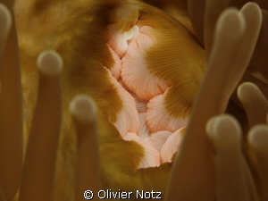 Magnificent Anemone by Olivier Notz 